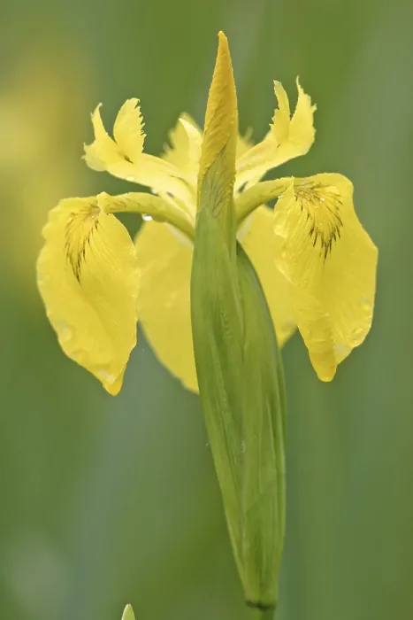 Gerahmter Druck : Gelbe Flaggen- Iris (Iris pseudacorus) Gerahmter Druck : Gelbe Flaggen- Iris (Iris pseudacorus)