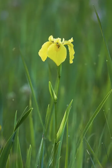 Gerahmter Druck : Gelbe Flagge (Iris pseudacorus) Gerahmter Druck : Gelbe Flagge (Iris pseudacorus)