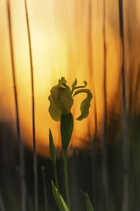 Gerahmter Druck : Gelbe Flagge (Iris pseudacorus) Gerahmter Druck : Gelbe Flagge (Iris pseudacorus)