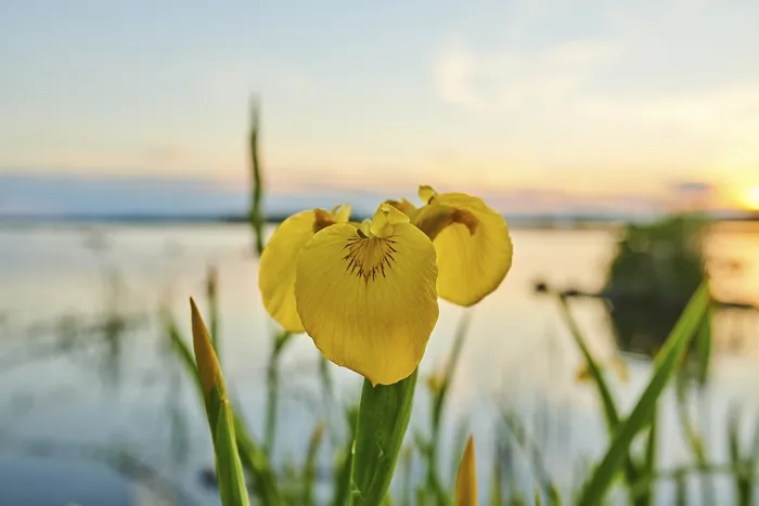 Gerahmter Druck : Gelbe Flagge (Iris pseudacorus) Gerahmter Druck : Gelbe Flagge (Iris pseudacorus)