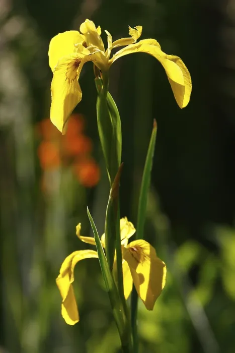 Gerahmter Druck : Gelbe Flagge (Iris pseudacorus) Gerahmter Druck : Gelbe Flagge (Iris pseudacorus)