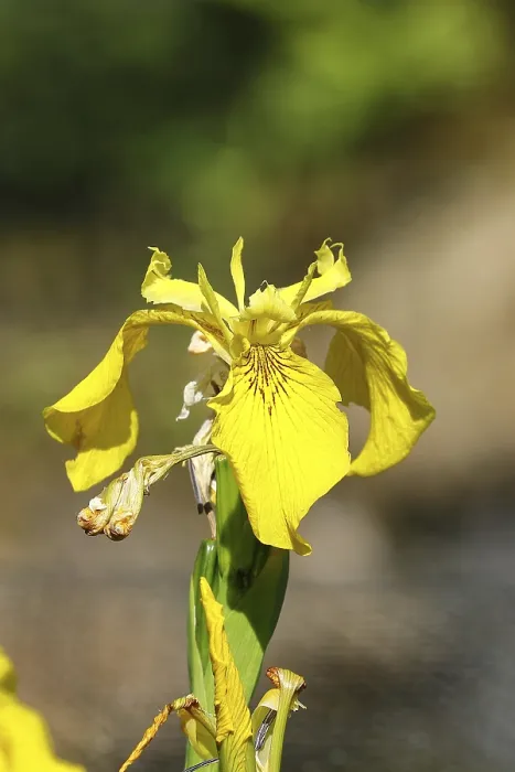 Gerahmter Druck : Gelbe Flagge (Iris pseudacorus) Gerahmter Druck : Gelbe Flagge (Iris pseudacorus)