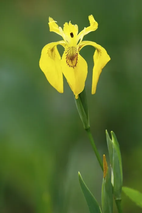 Gerahmter Druck : Gelbe Flagge (Iris pseudacorus) Gerahmter Druck : Gelbe Flagge (Iris pseudacorus)