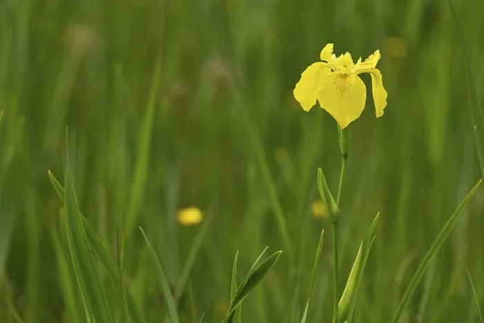 Gerahmter Druck : Gelbe Flagge (Iris pseudacorus) Gerahmter Druck : Gelbe Flagge (Iris pseudacorus)