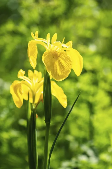 Gerahmter Druck : Gelbe Flagge (Iris pseudacorus) Iris oder Wasser-Flagge-Iris. Gerahmter Druck : Gelbe Flagge (Iris pseudacorus) Iris oder Wasser-Flagge-Iris.