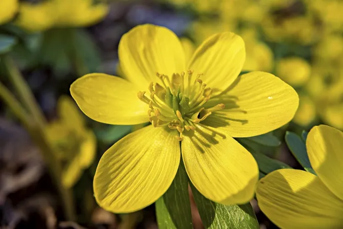 Gerahmter Druck : Ein gelber Blüten in voller Blüte, von einer Makro Perspektive aufgenommen. Gerahmter Druck : Ein gelber Blüten in voller Blüte, von einer Makro Perspektive aufgenommen.