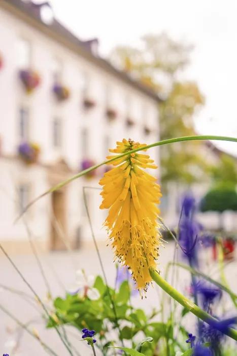 Gerahmter Druck : Gelbe Blume im Vordergrund. Gerahmter Druck : Gelbe Blume im Vordergrund.
