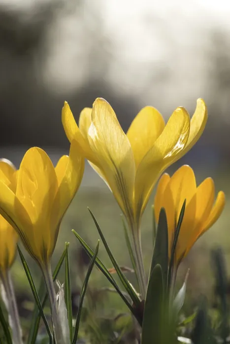 Gerahmter Druck : Gelbe Blüten-Krokus (Crocus) Gerahmter Druck : Gelbe Blüten-Krokus (Crocus)