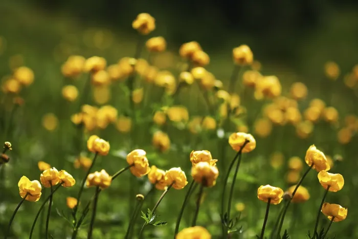 Gerahmter Druck : Gelbe Blumen Gerahmter Druck : Gelbe Blumen