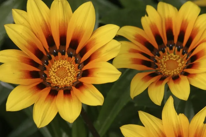 Gerahmter Druck : Gelbe Blumen Gerahmter Druck : Gelbe Blumen