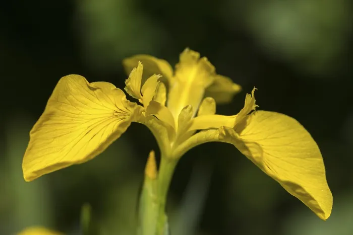 Gerahmter Druck : Gelbe Glockenblume, Iridaceae, Iris pseudacorus. Gerahmter Druck : Gelbe Glockenblume, Iridaceae, Iris pseudacorus.