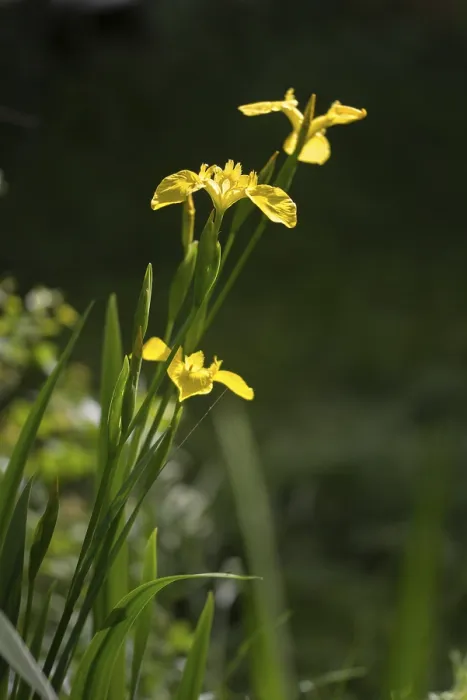 Gerahmter Druck : Gelbe Glockenblume, Iridaceae, Iris pseudacorus. Gerahmter Druck : Gelbe Glockenblume, Iridaceae, Iris pseudacorus.