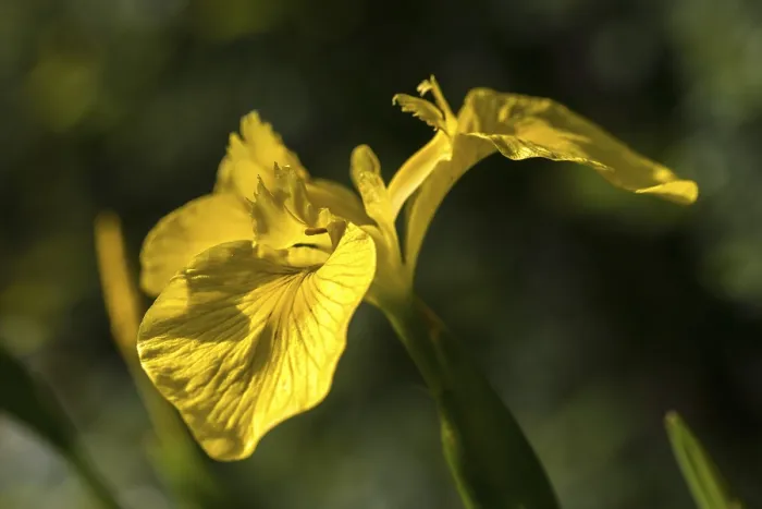 Gerahmter Druck : Gelbe Glockenblume, Iridaceae, Iris pseudacorus Gerahmter Druck : Gelbe Glockenblume, Iridaceae, Iris pseudacorus