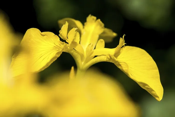 Gerahmter Druck : Gelbe Glockenblume, Iridaceae, Iris pseudacorus. Gerahmter Druck : Gelbe Glockenblume, Iridaceae, Iris pseudacorus.