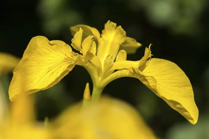 Gerahmter Druck : Gelbe Glockenblume, Iridaceae, Iris pseudacorus. Gerahmter Druck : Gelbe Glockenblume, Iridaceae, Iris pseudacorus.