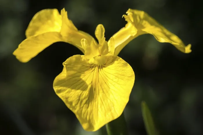 Gerahmter Druck : Gelbe Glockenblume, Iridaceae, Iris pseudacorus Gerahmter Druck : Gelbe Glockenblume, Iridaceae, Iris pseudacorus