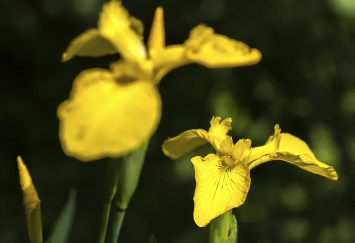 Gerahmter Druck : Gelbe Glockenblume, Iridaceae, Iris pseudacorus Gerahmter Druck : Gelbe Glockenblume, Iridaceae, Iris pseudacorus