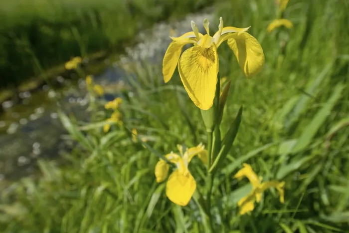 Gerahmter Druck : Gelbe Schwertlilie (Iris pseudacorus) Gerahmter Druck : Gelbe Schwertlilie (Iris pseudacorus)