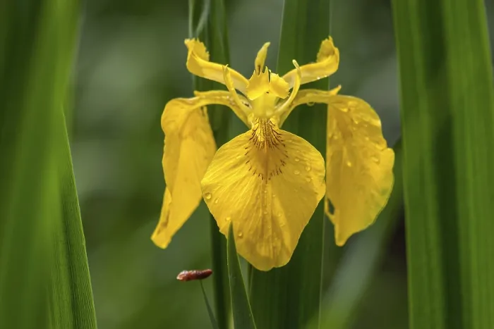 Gerahmter Druck : Gelbe Glockenblume (Iris pseudacorus) Gerahmter Druck : Gelbe Glockenblume (Iris pseudacorus)