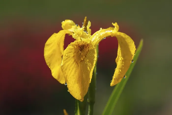 Gerahmter Druck : Gelbe Glockenblume (Iris pseudacorus) Gerahmter Druck : Gelbe Glockenblume (Iris pseudacorus)