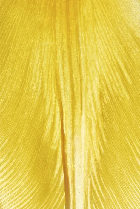Gerahmter Druck : Gelber Blatt. Gerahmter Druck : Gelber Blatt.