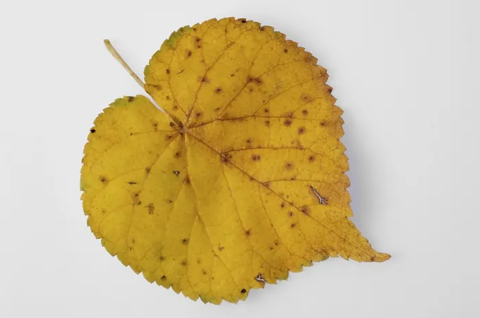 Gerahmter Druck : Gelber Blatt. Gerahmter Druck : Gelber Blatt.