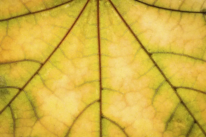 Gerahmter Druck : Gelber Ahorn-Herbstblatt-Textur Gerahmter Druck : Gelber Ahorn-Herbstblatt-Textur