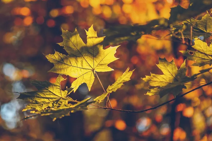 Gerahmter Druck : Gelbe Ahornblätter auf einem Waldhintergrund. Gerahmter Druck : Gelbe Ahornblätter auf einem Waldhintergrund.