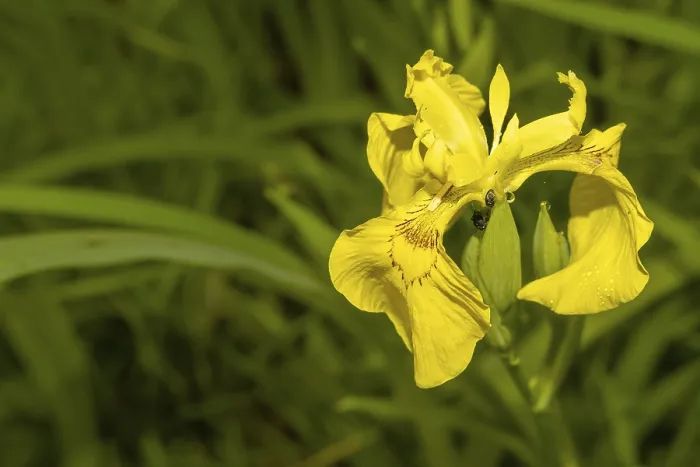 Gerahmter Druck : Gelbe schöne Blume Iris pseudacorus Gerahmter Druck : Gelbe schöne Blume Iris pseudacorus