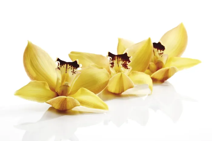 Gerahmter Druck : Gelbe Orchideen Gerahmter Druck : Gelbe Orchideen