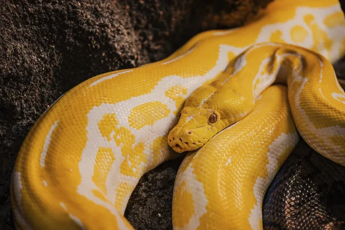 Gerahmter Druck : Gelber Python im Croco Park in Agadir.