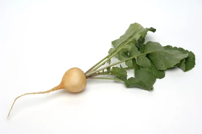 Gerahmter Druck : Gelber Rettich (Raphanus sativus) Gerahmter Druck : Gelber Rettich (Raphanus sativus)