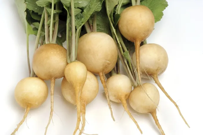 Gerahmter Druck : Gelbe Rettich (Raphanus sativus) Gerahmter Druck : Gelbe Rettich (Raphanus sativus)