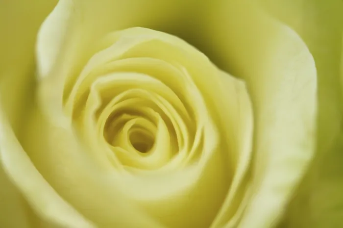 Gerahmter Druck : Gelbe Rose, Detail. Gerahmter Druck : Gelbe Rose, Detail.
