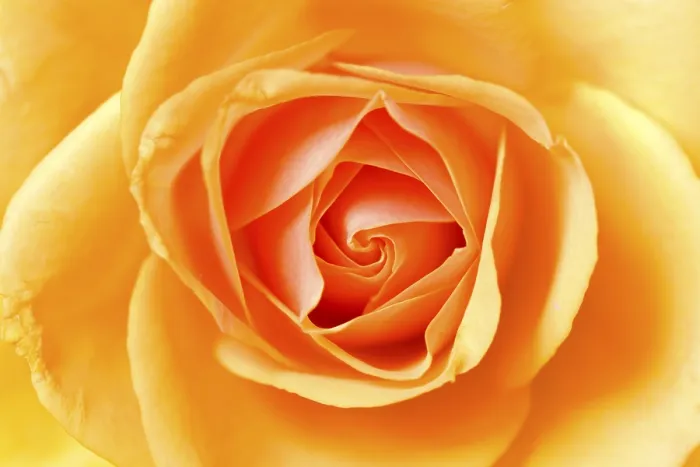 Gerahmter Druck : Gelbe Rose Gerahmter Druck : Gelbe Rose