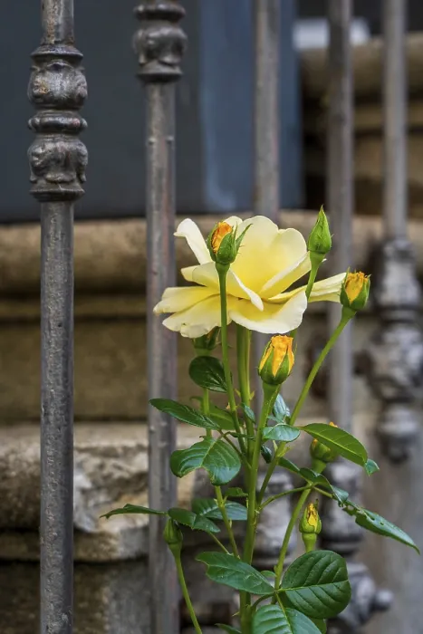 Gerahmter Druck : Gelbe Rose vor altem Geländer. Gerahmter Druck : Gelbe Rose vor altem Geländer.