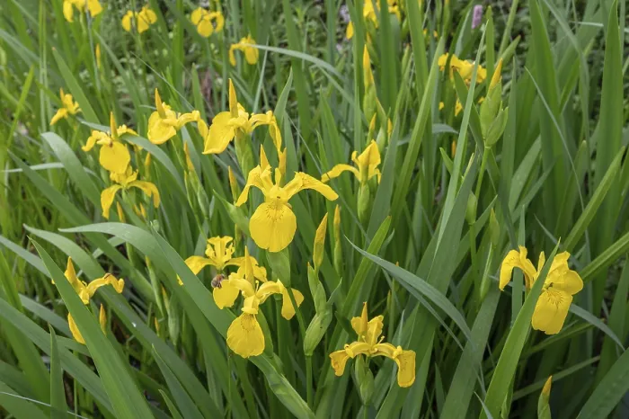 Gerahmter Druck : Gelbe Super-Iris (Iris pseudacorus) Gerahmter Druck : Gelbe Super-Iris (Iris pseudacorus)