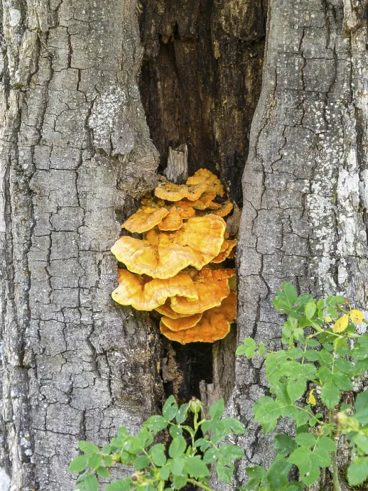 Gerahmter Druck : Gelber Baumspatzenmoos in einem Eichenstamm (Quercus). Gerahmter Druck : Gelber Baumspatzenmoos in einem Eichenstamm (Quercus).