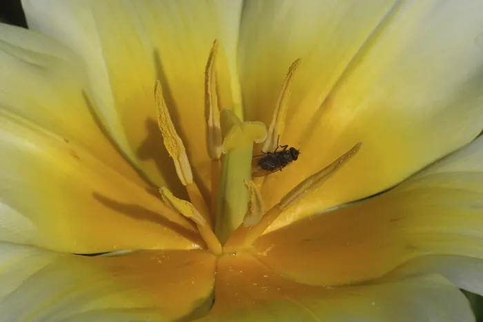 Gerahmter Druck : Gelbe Tulpe Gerahmter Druck : Gelbe Tulpe