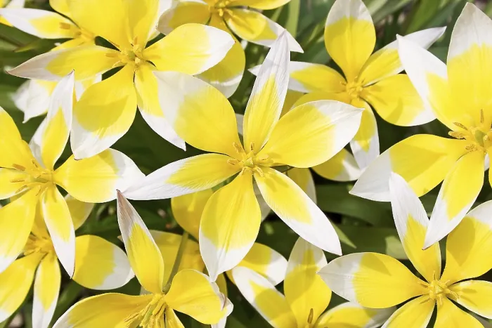 Gerahmter Druck : Gelbe Tulpen Gerahmter Druck : Gelbe Tulpen