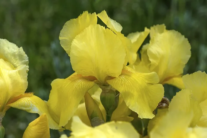 Gerahmter Druck : Gelbe gelbe Flagge (Iris pseudacorus) Gerahmter Druck : Gelbe gelbe Flagge (Iris pseudacorus)