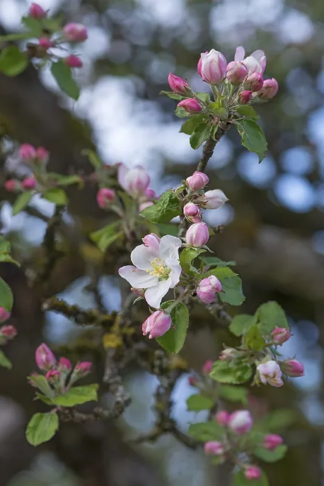 Gerahmter Druck : Junges Apfelblüten (Malus) auf Baum. Gerahmter Druck : Junges Apfelblüten (Malus) auf Baum.