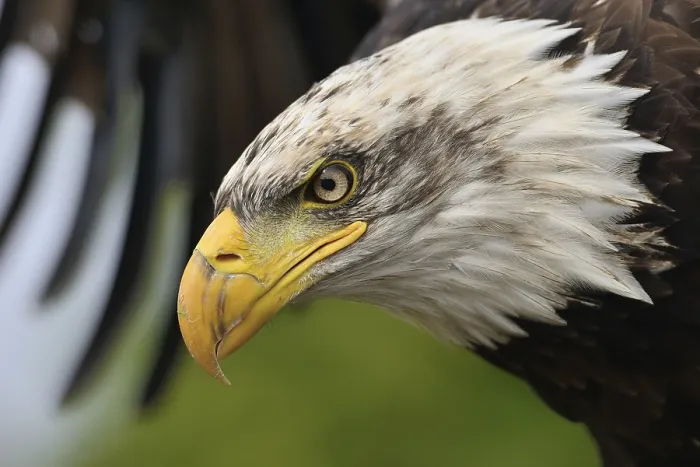 Gerahmter Druck : Junges Weißkopfseeadler Gerahmter Druck : Junges Weißkopfseeadler