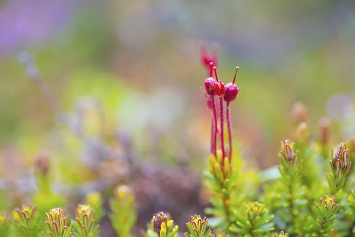Gerahmter Druck : Junge blaue Heide (Phyllodoce caerulea) Gerahmter Druck : Junge blaue Heide (Phyllodoce caerulea)
