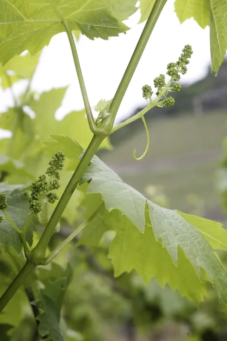 Gerahmter Druck : Junge Weinrebe (Vitis vinifera) Gerahmter Druck : Junge Weinrebe (Vitis vinifera)