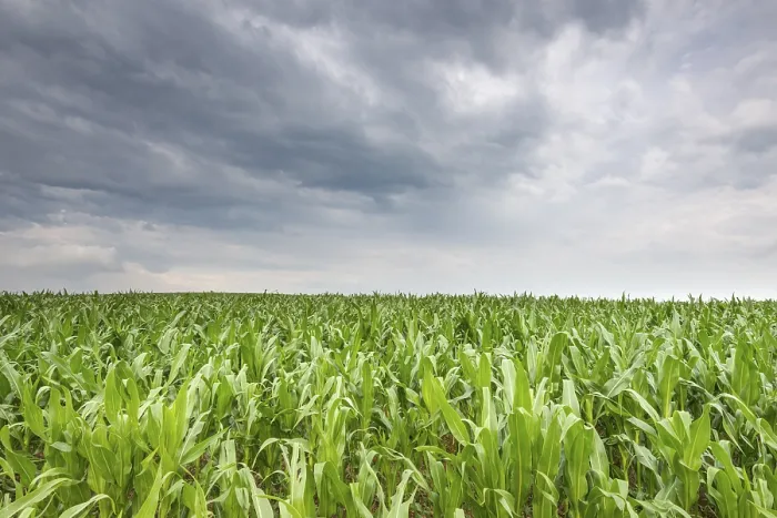 Gerahmter Druck : Junges Mais im Feld (Zea mays subsp) Gerahmter Druck : Junges Mais im Feld (Zea mays subsp)