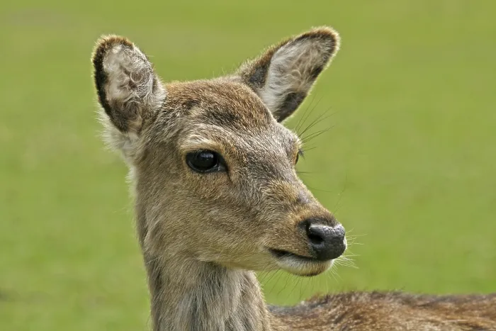 Gerahmter Druck : Ein junger Hirsch Gerahmter Druck : Ein junger Hirsch