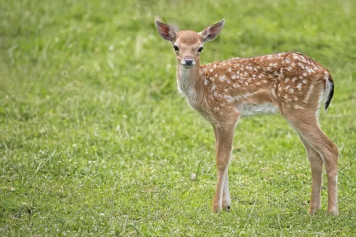 Gerahmter Druck : Junge Rehe im Wild. Gerahmter Druck : Junge Rehe im Wild.
