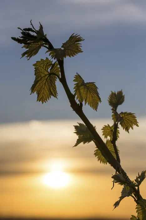 Gerahmter Druck : Junge Blätter einer Weinrebe im Frühling. Gerahmter Druck : Junge Blätter einer Weinrebe im Frühling.