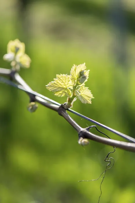 Gerahmter Druck : Junge Blätter einer Weinrebe im Frühling. Gerahmter Druck : Junge Blätter einer Weinrebe im Frühling.